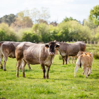 Pre Vaches Ferme Haute Lande Sud Gironde 20